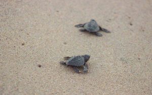 Sea Turtle Season in Puerto Vallarta