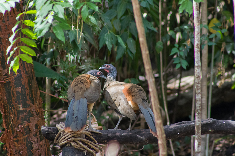 Puerto Vallarta Birds