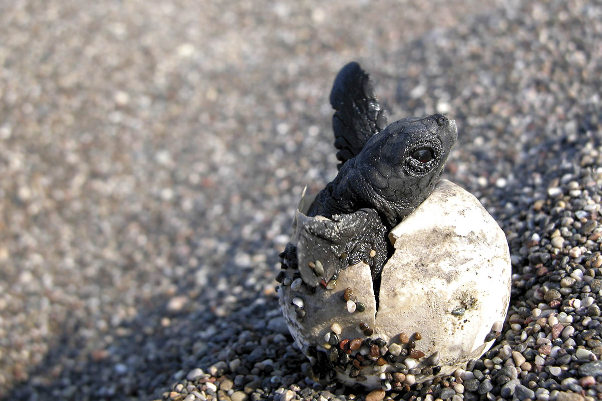 Baby Sea Turtle Release in Puerto Vallarta