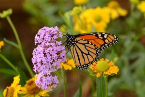 Vallarta Bird & Nature Festival - Botanical Gardens Special Event