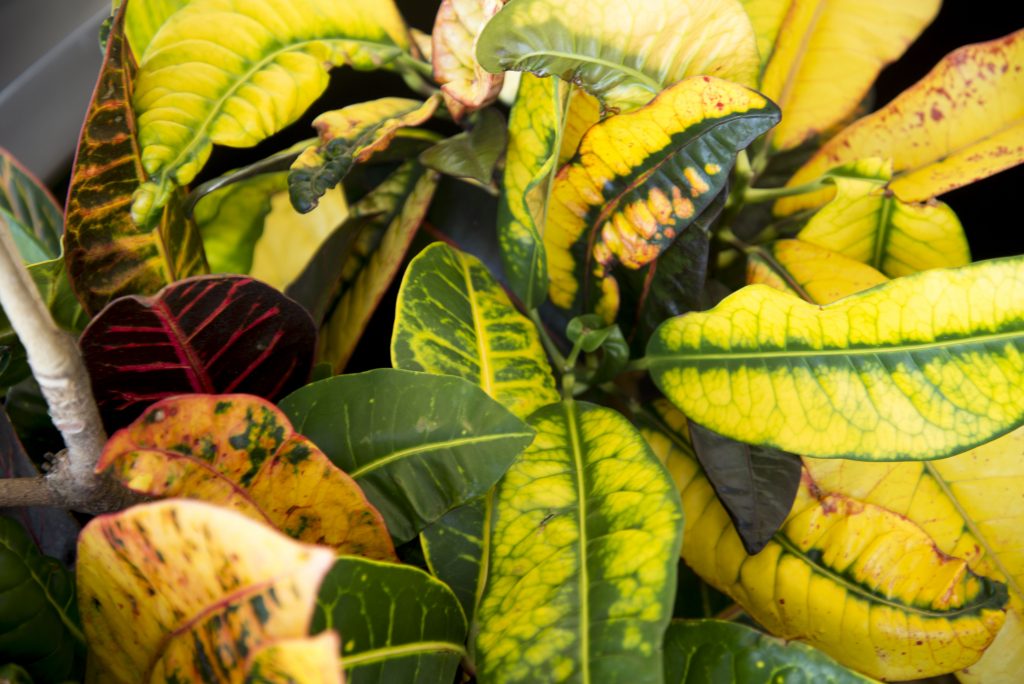 plants