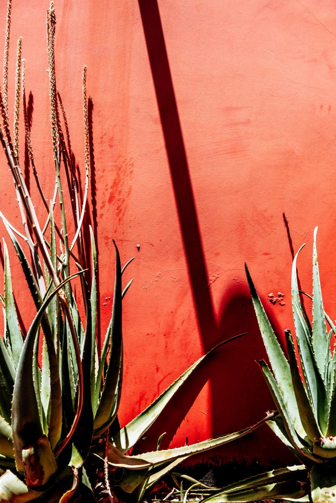 Agave