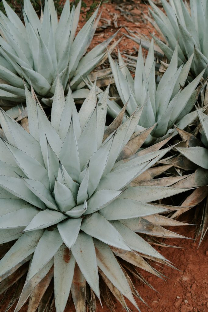Blue Agave