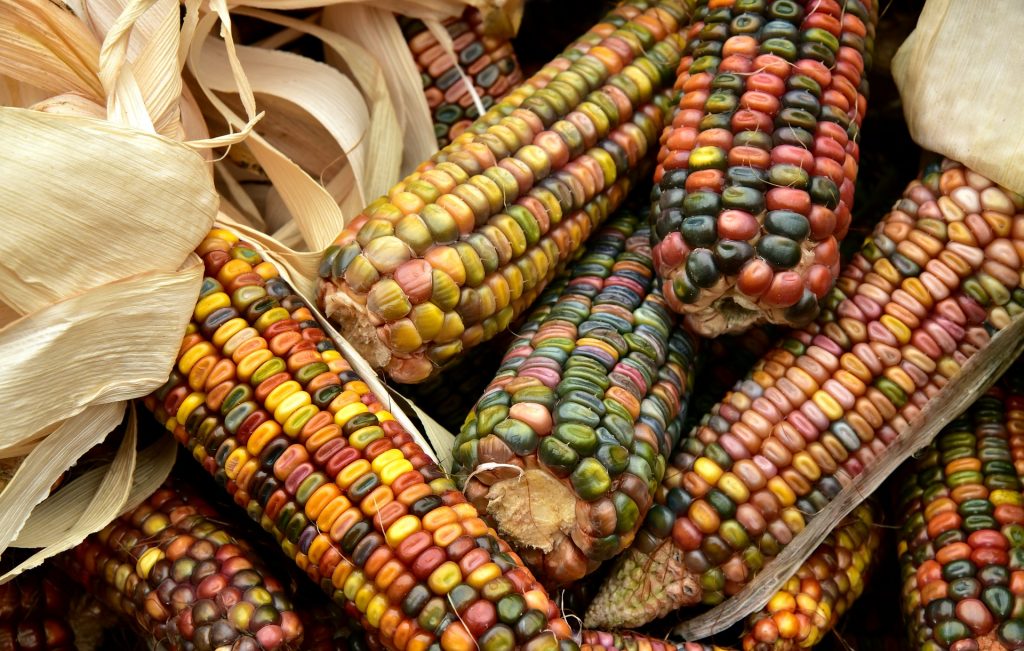 Importance of Corn